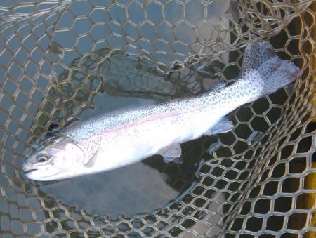 大安トラウトレイク釣果